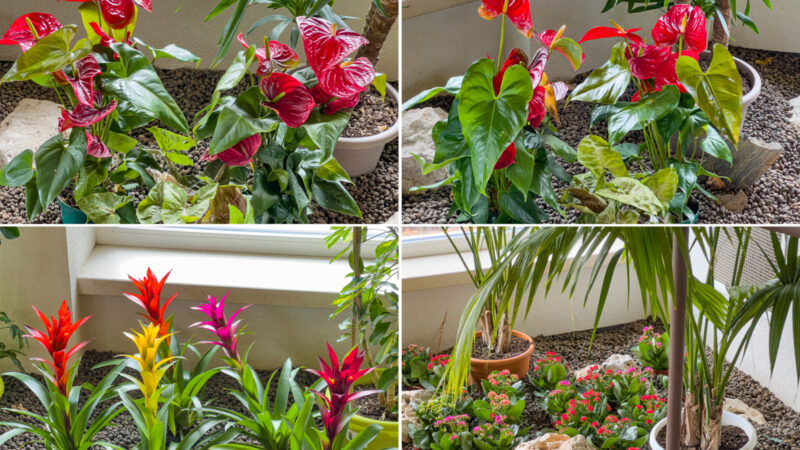 Il nostro giardino d’inverno Vi attende impreziosito da nuove piante e nuovi fiori. 😃 ❤ 🏤