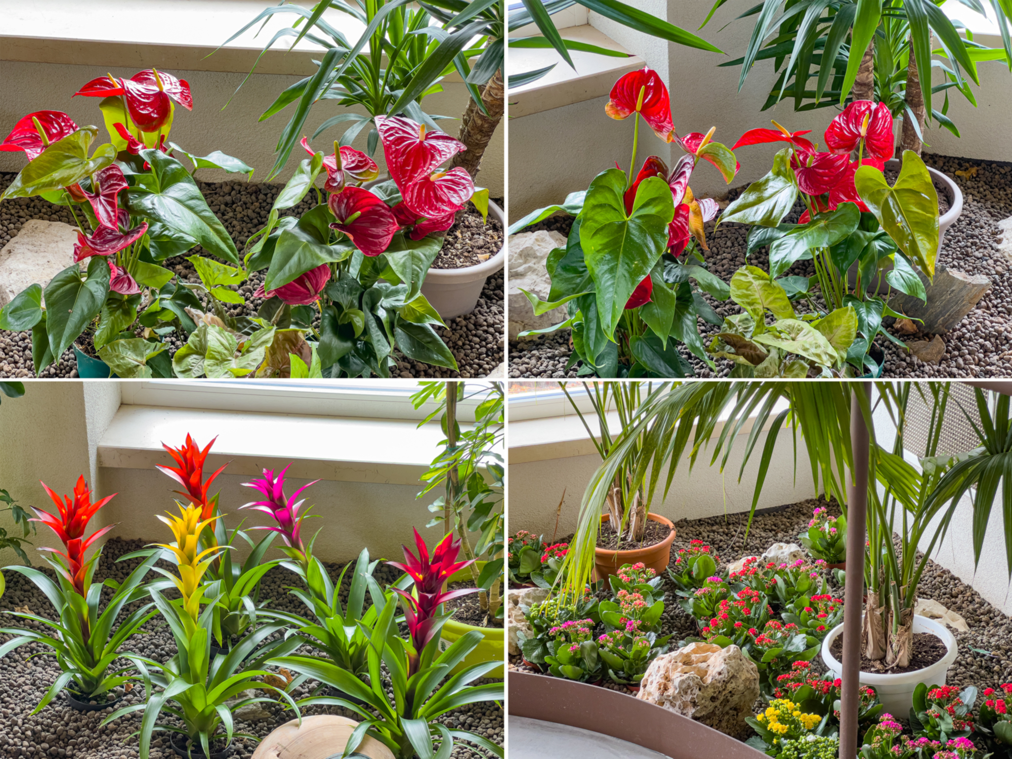 Il nostro giardino d’inverno Vi attende impreziosito da nuove piante e nuovi fiori. 😃 ❤ 🏤